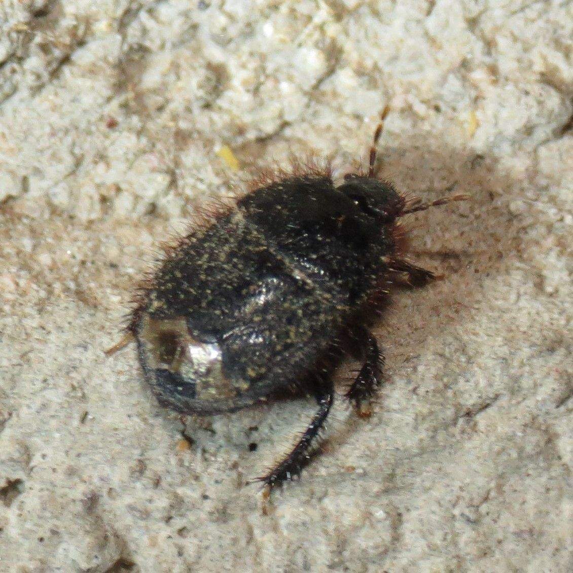 Tominotus