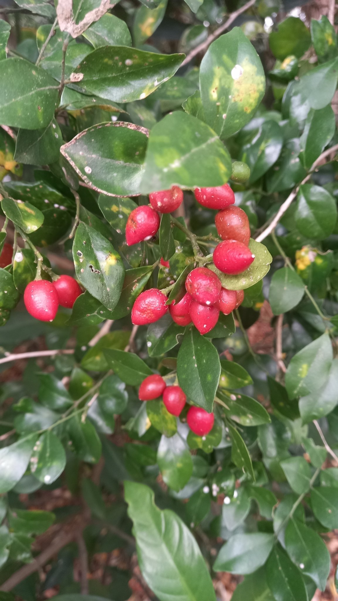 Murraya paniculata