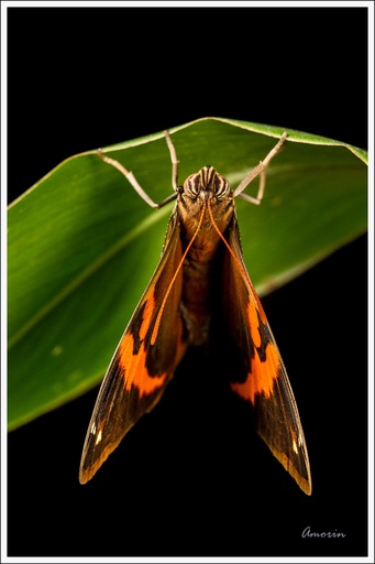 Opsiphanes cassina