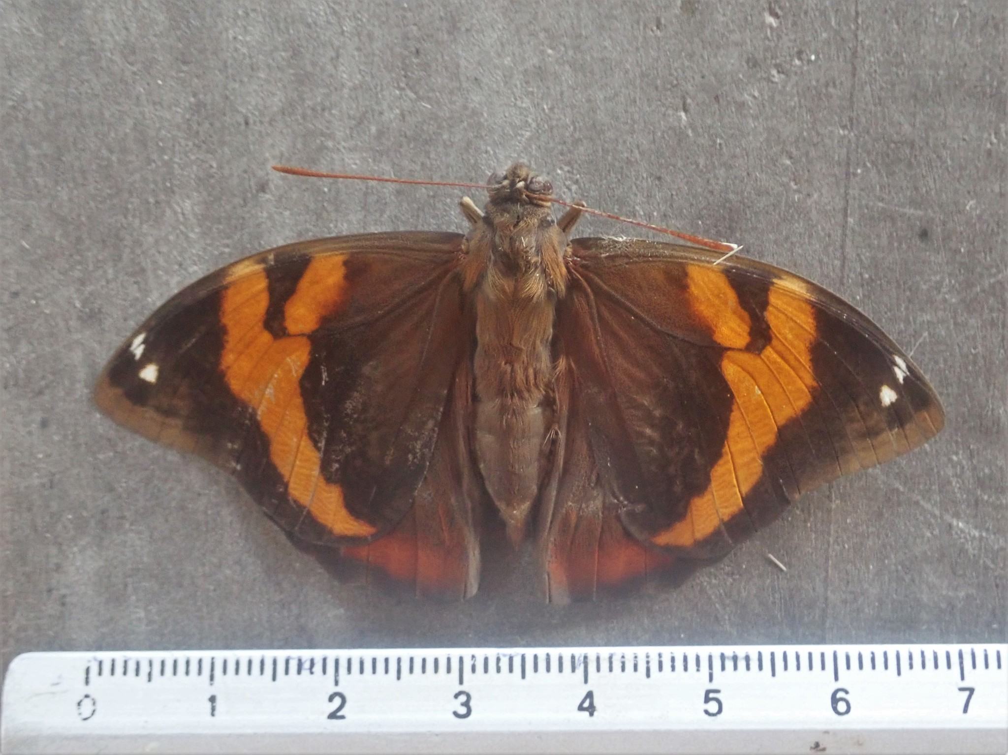 Opsiphanes cassina