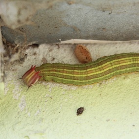 Opsiphanes cassina