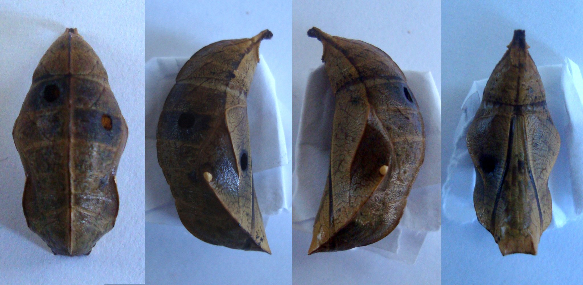 Opsiphanes cassina