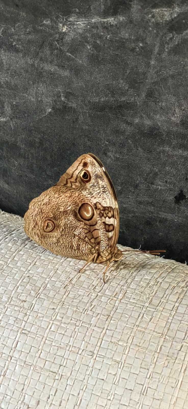 Opsiphanes cassina