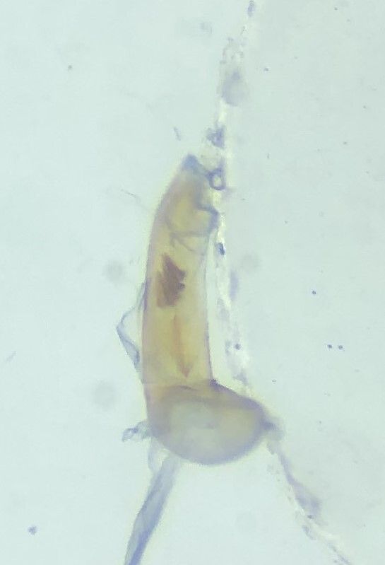 Acleris minuta