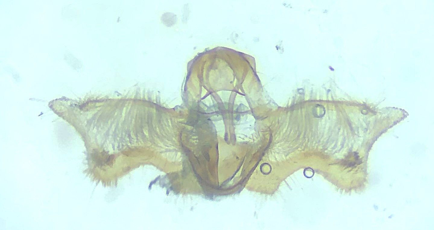 Acleris minuta