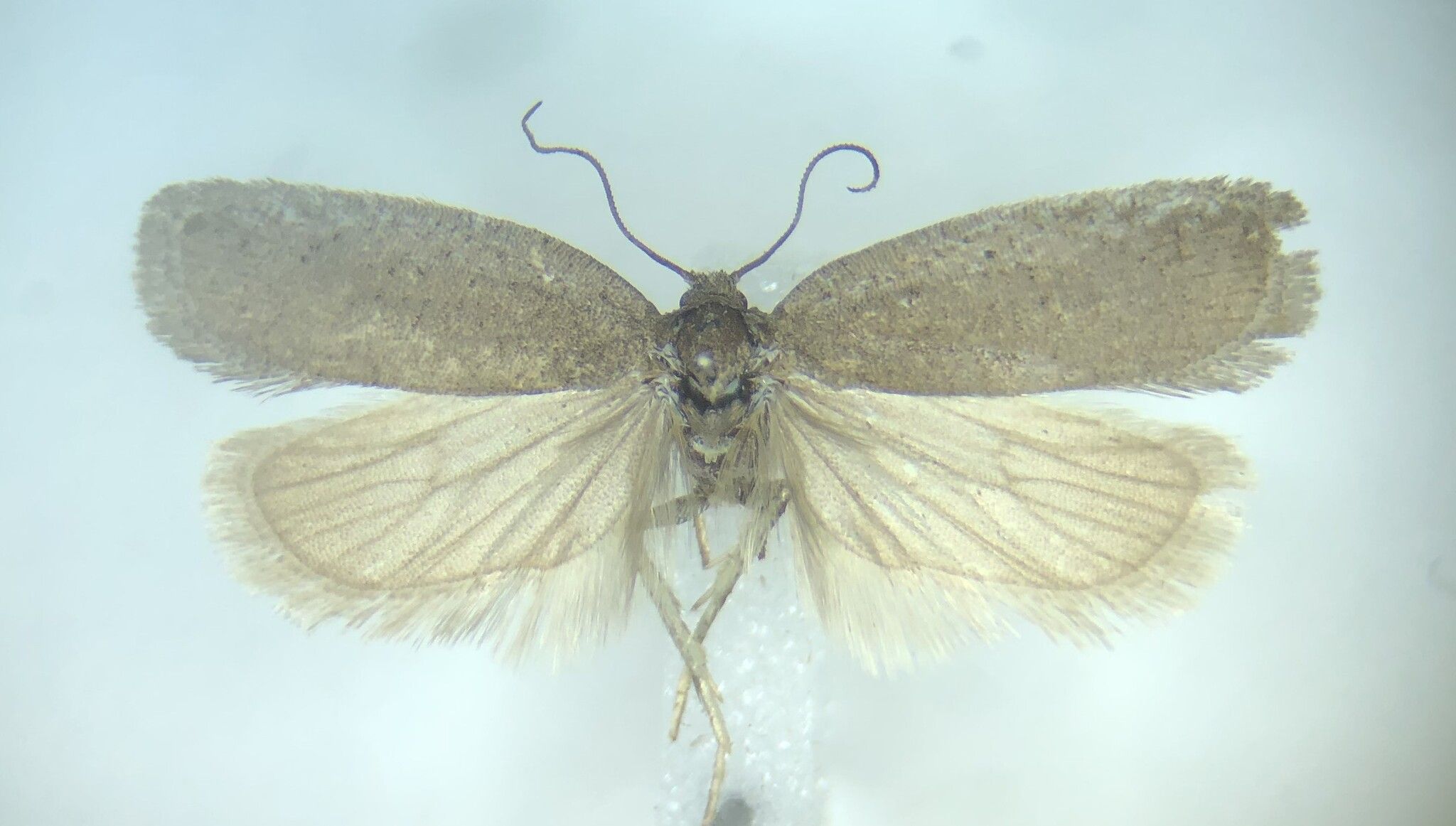 Acleris minuta