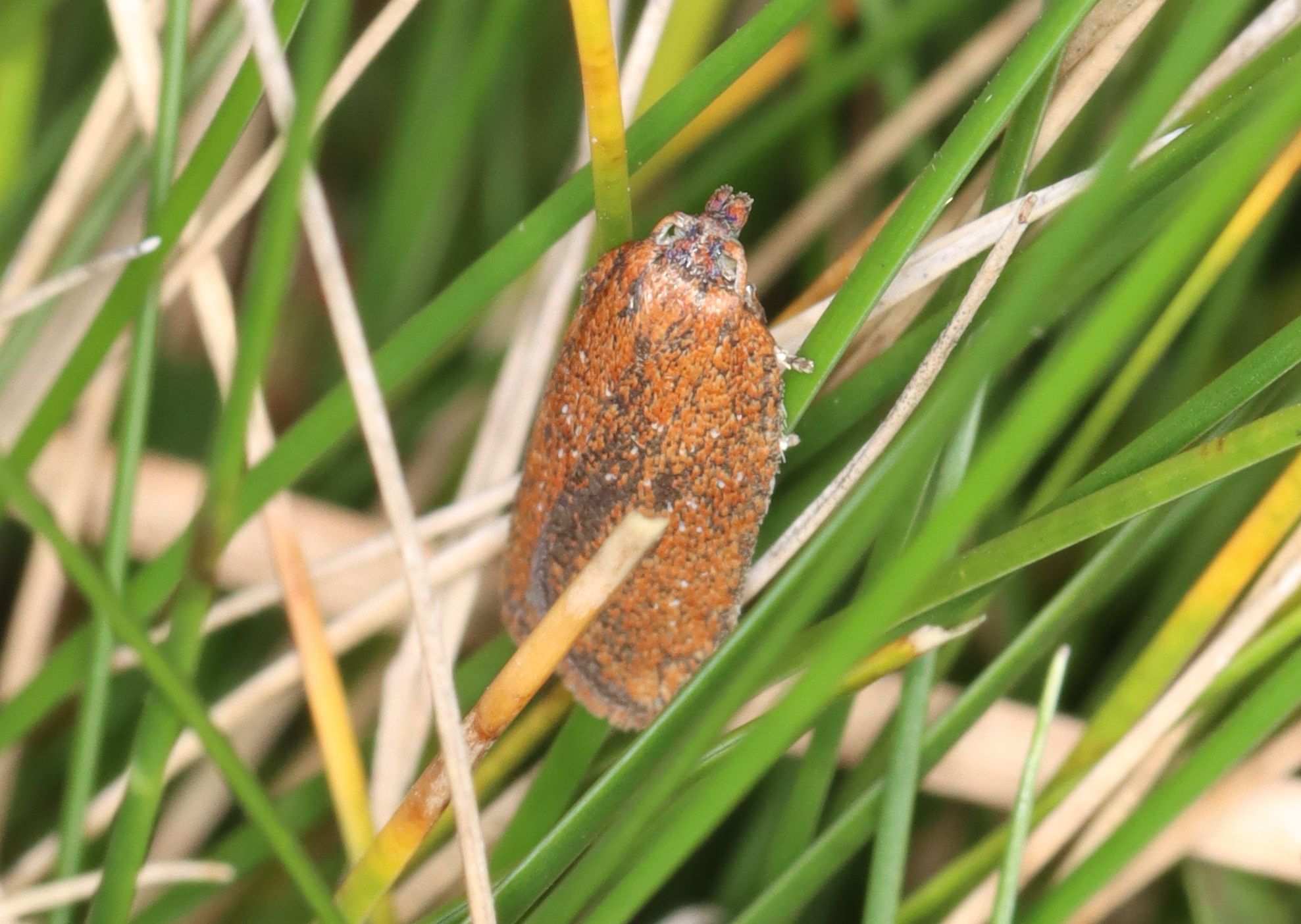 Acleris minuta
