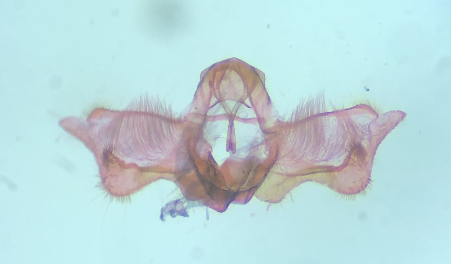 Acleris minuta