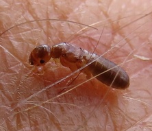 Cryptotermes brevis