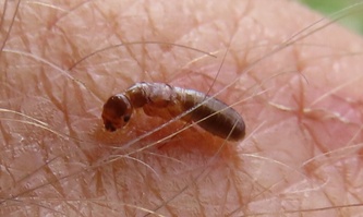 Cryptotermes brevis