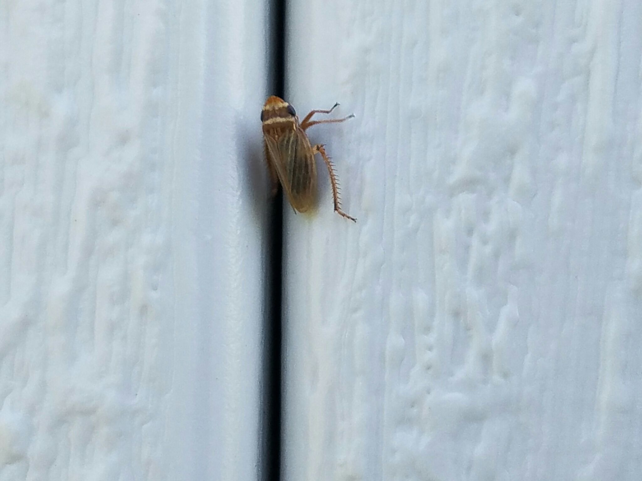 Aphrodes makarovi