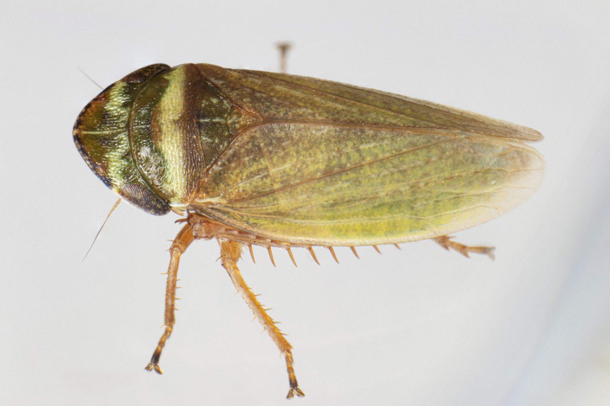 Aphrodes makarovi