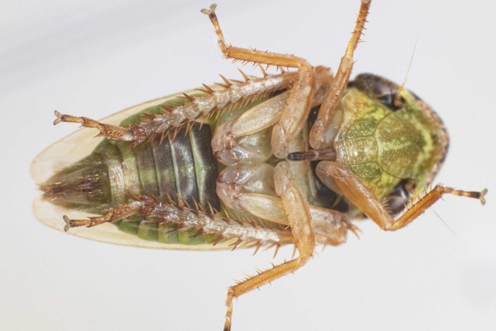 Aphrodes makarovi