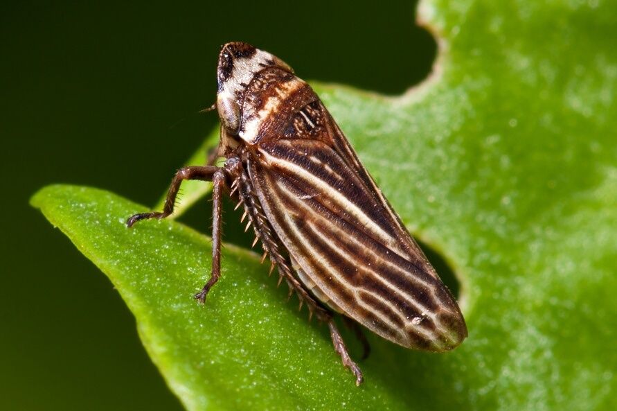 Aphrodes makarovi