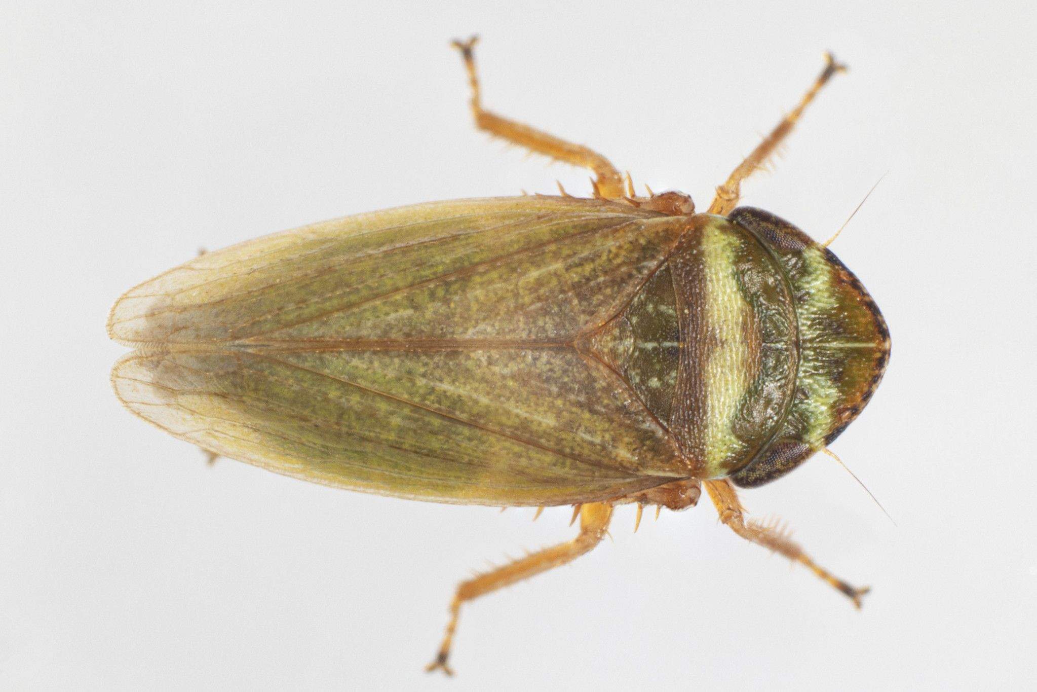 Aphrodes makarovi