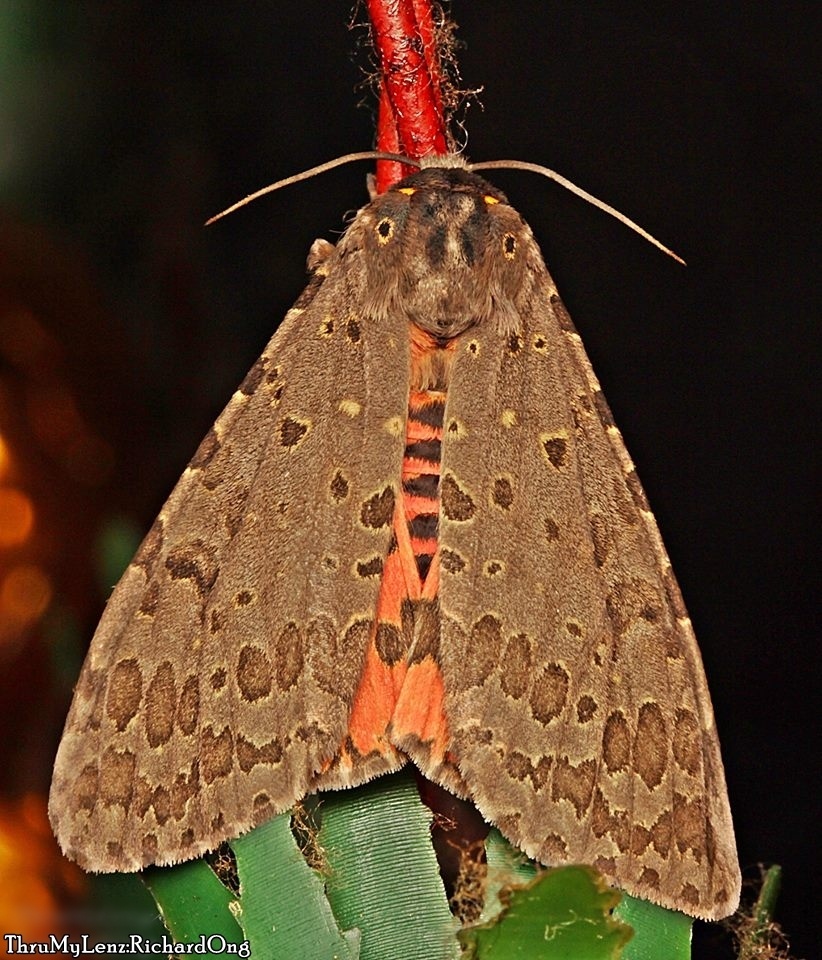 Olepa ricini