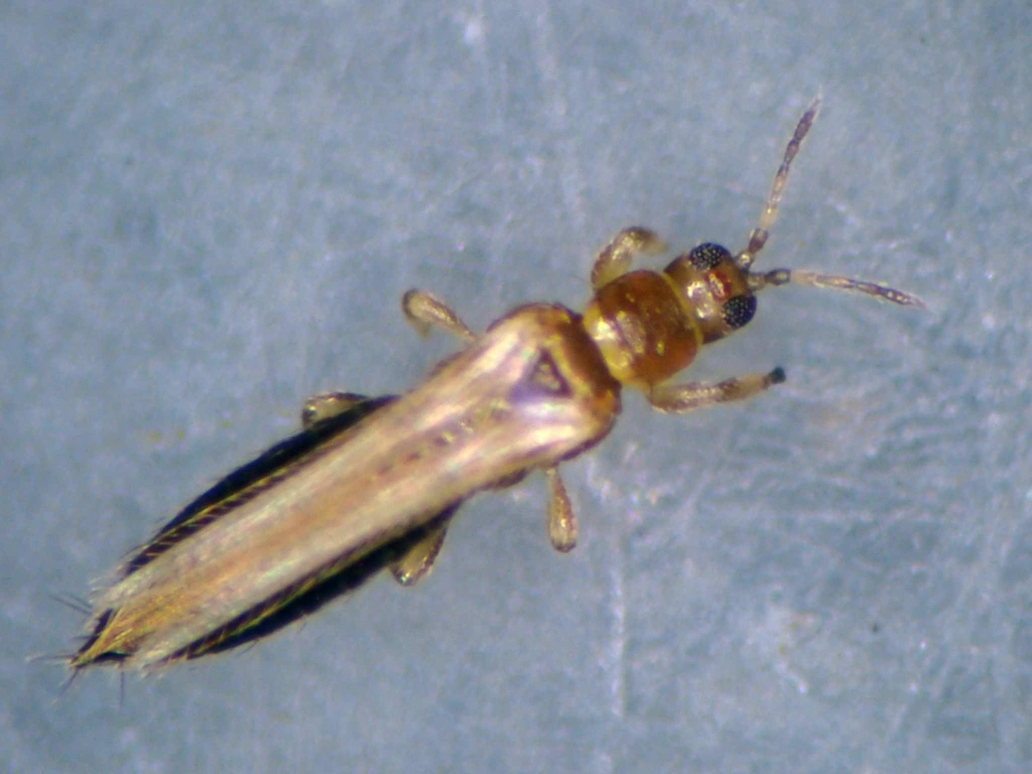 Thrips fuscipennis