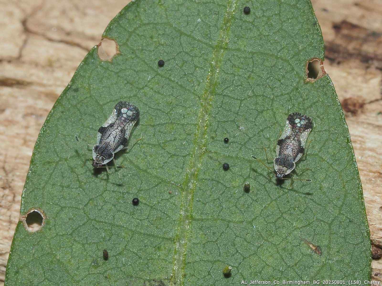 Leptopharsa