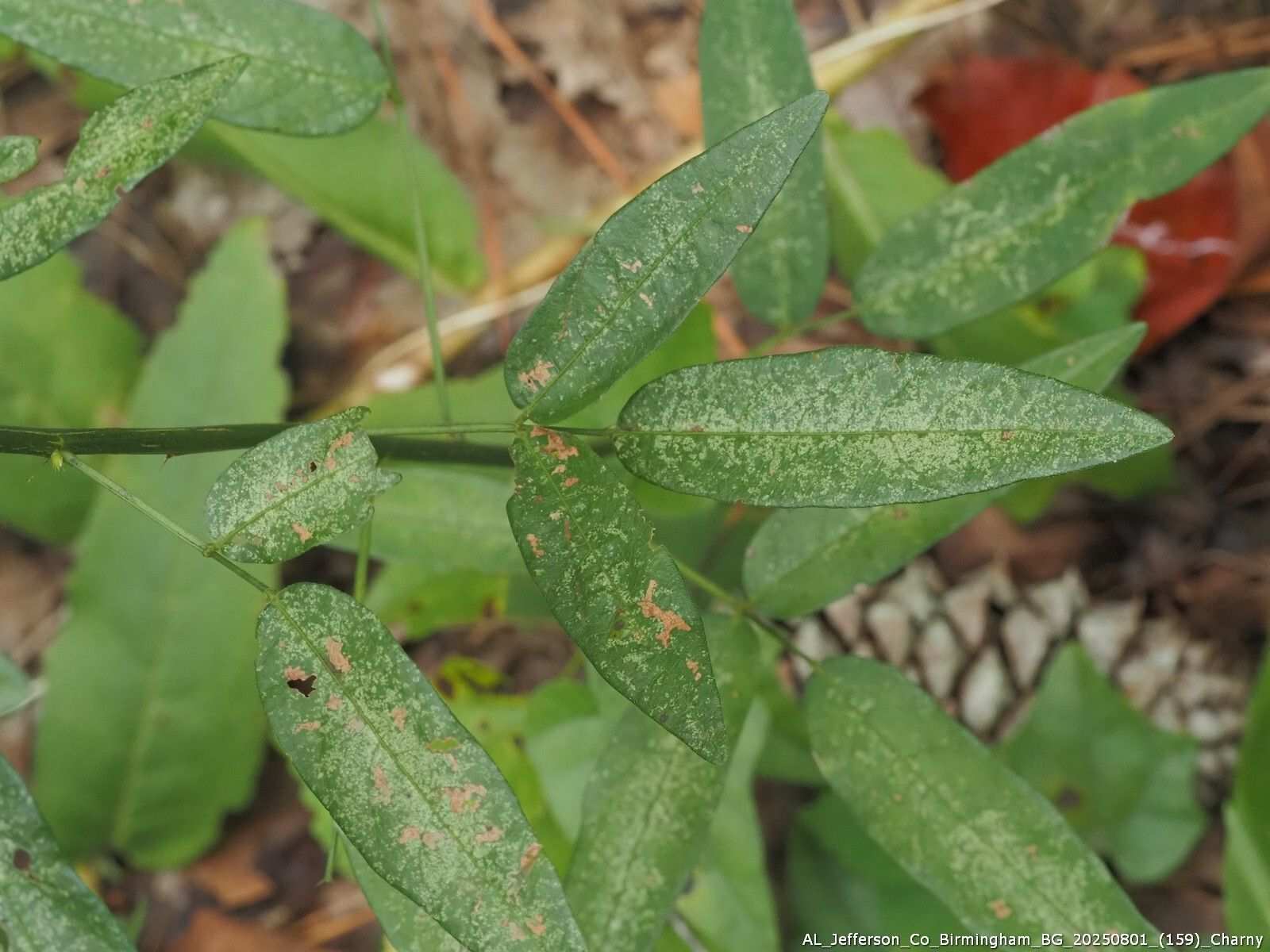 Leptopharsa