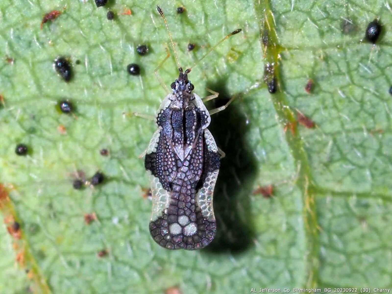 Leptopharsa