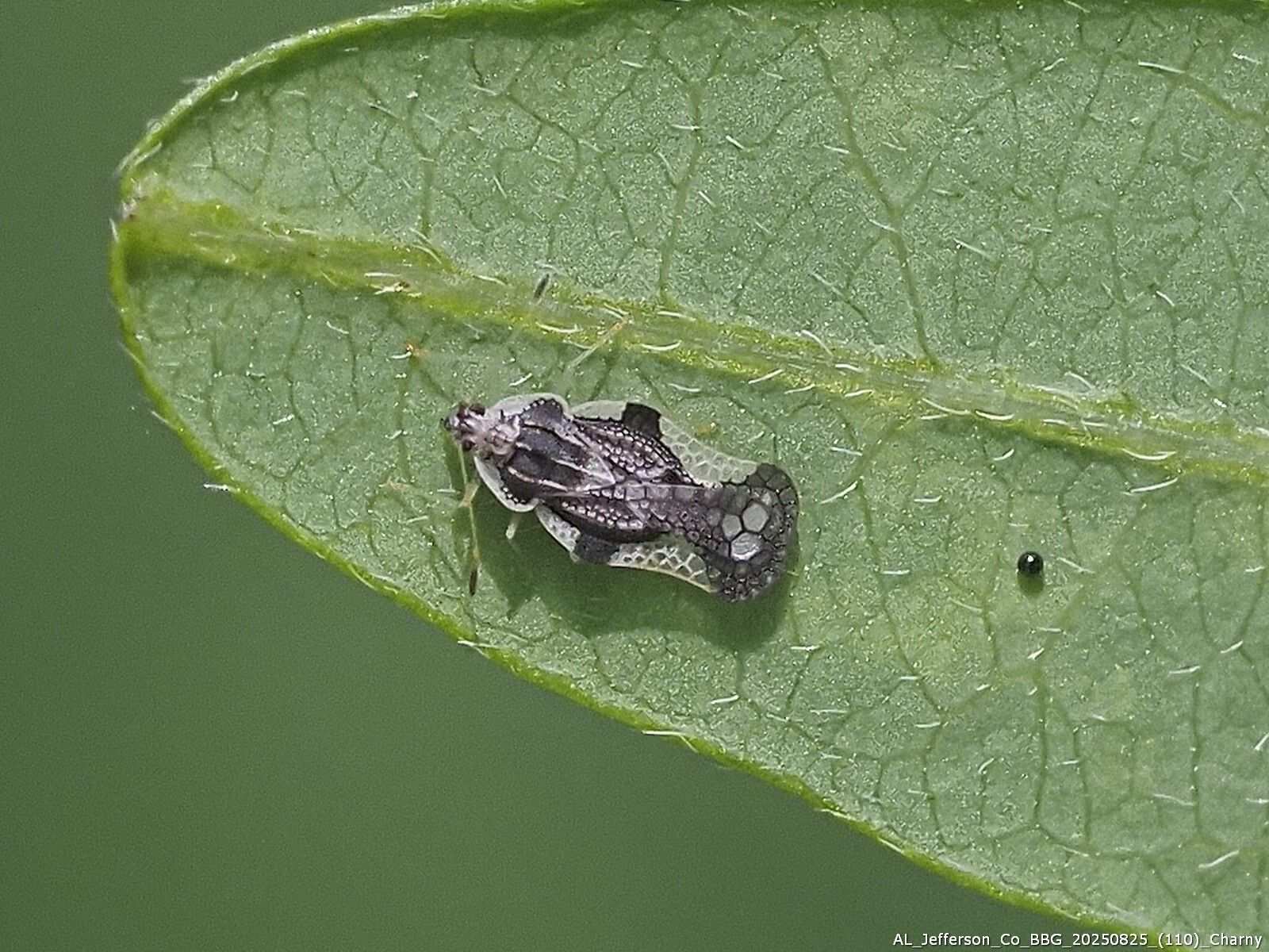 Leptopharsa