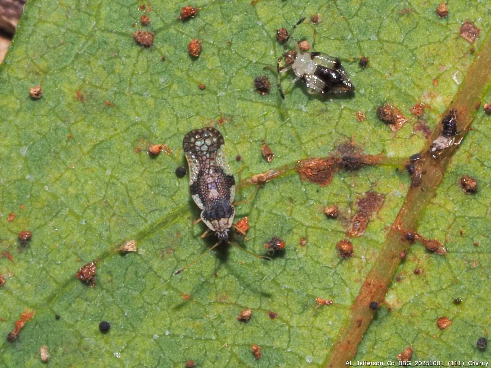 Leptopharsa