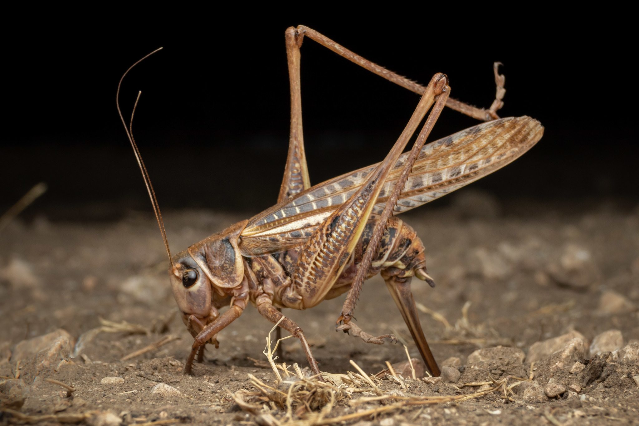 Decticus albifrons