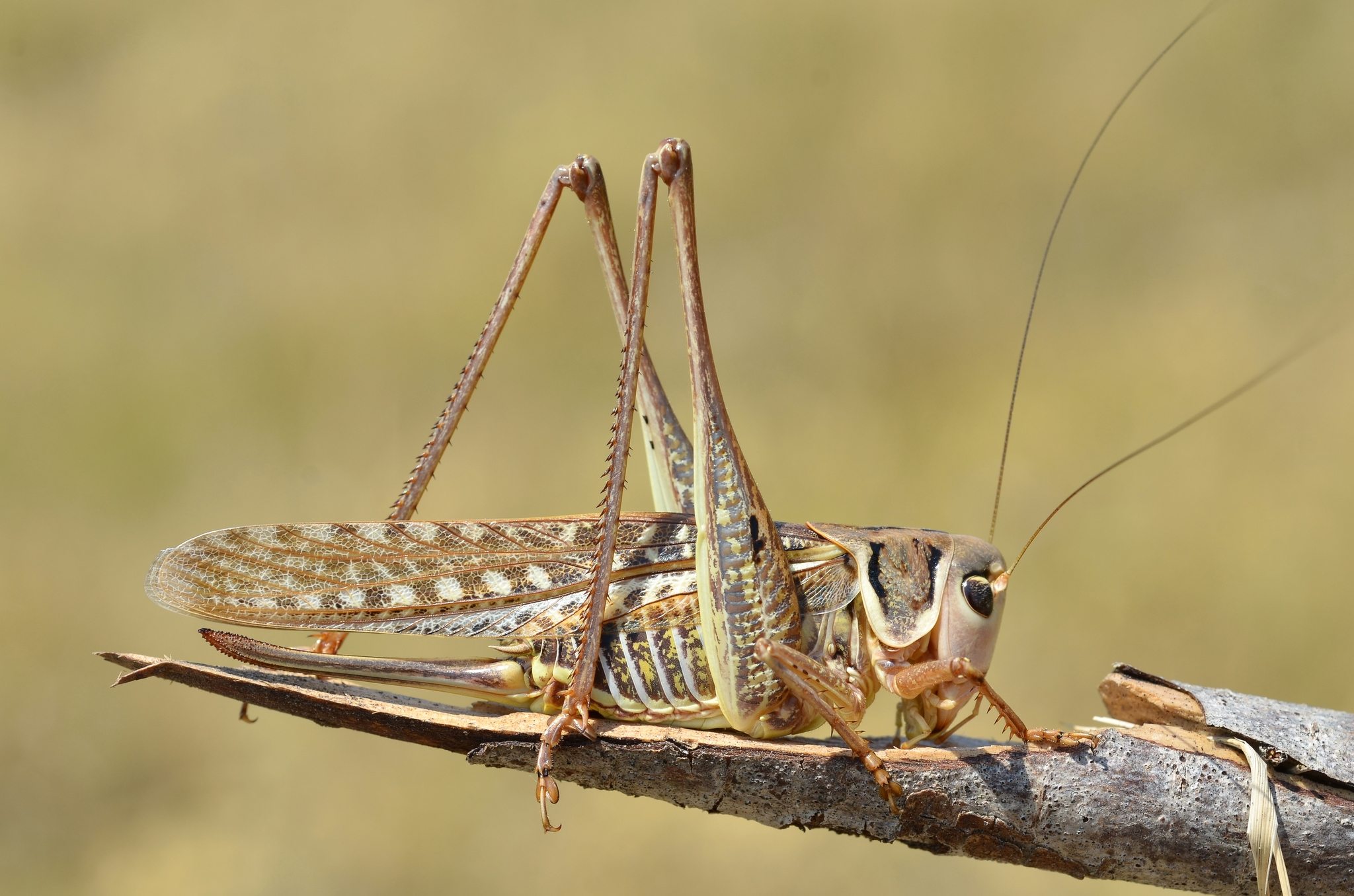 Decticus albifrons