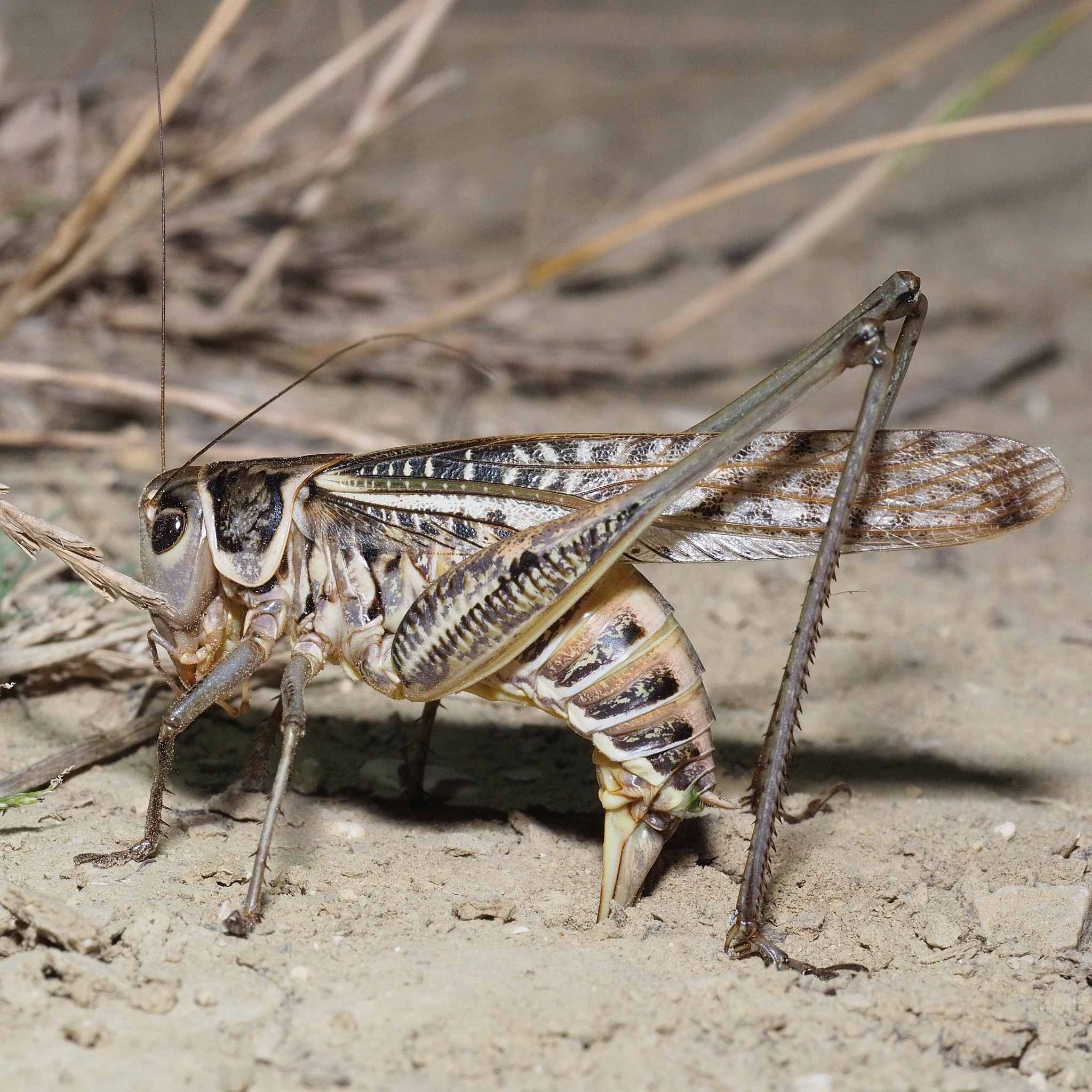 Decticus albifrons