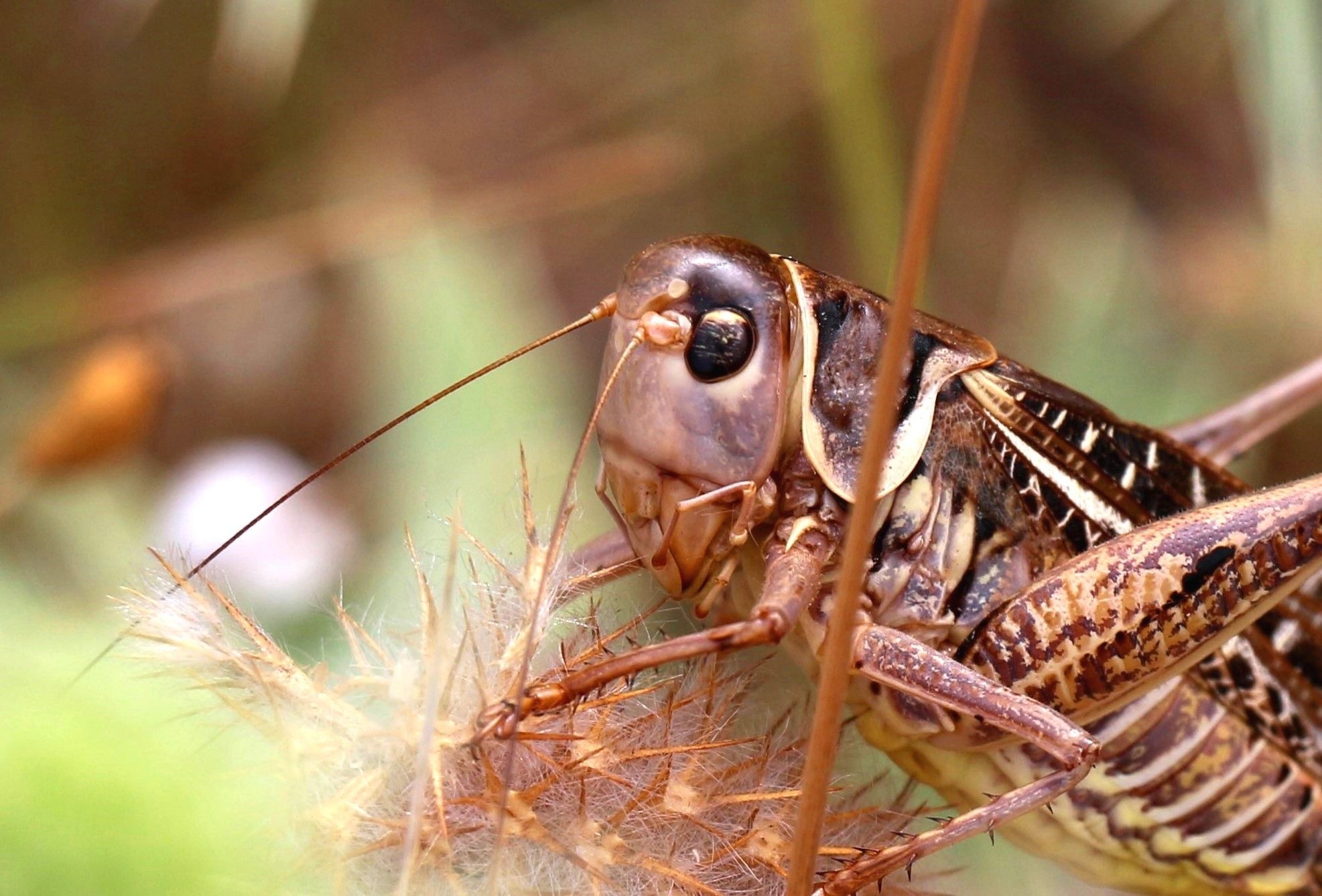 Decticus albifrons