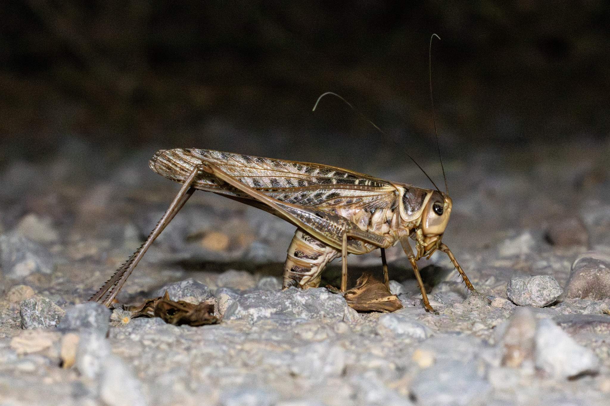 Decticus albifrons