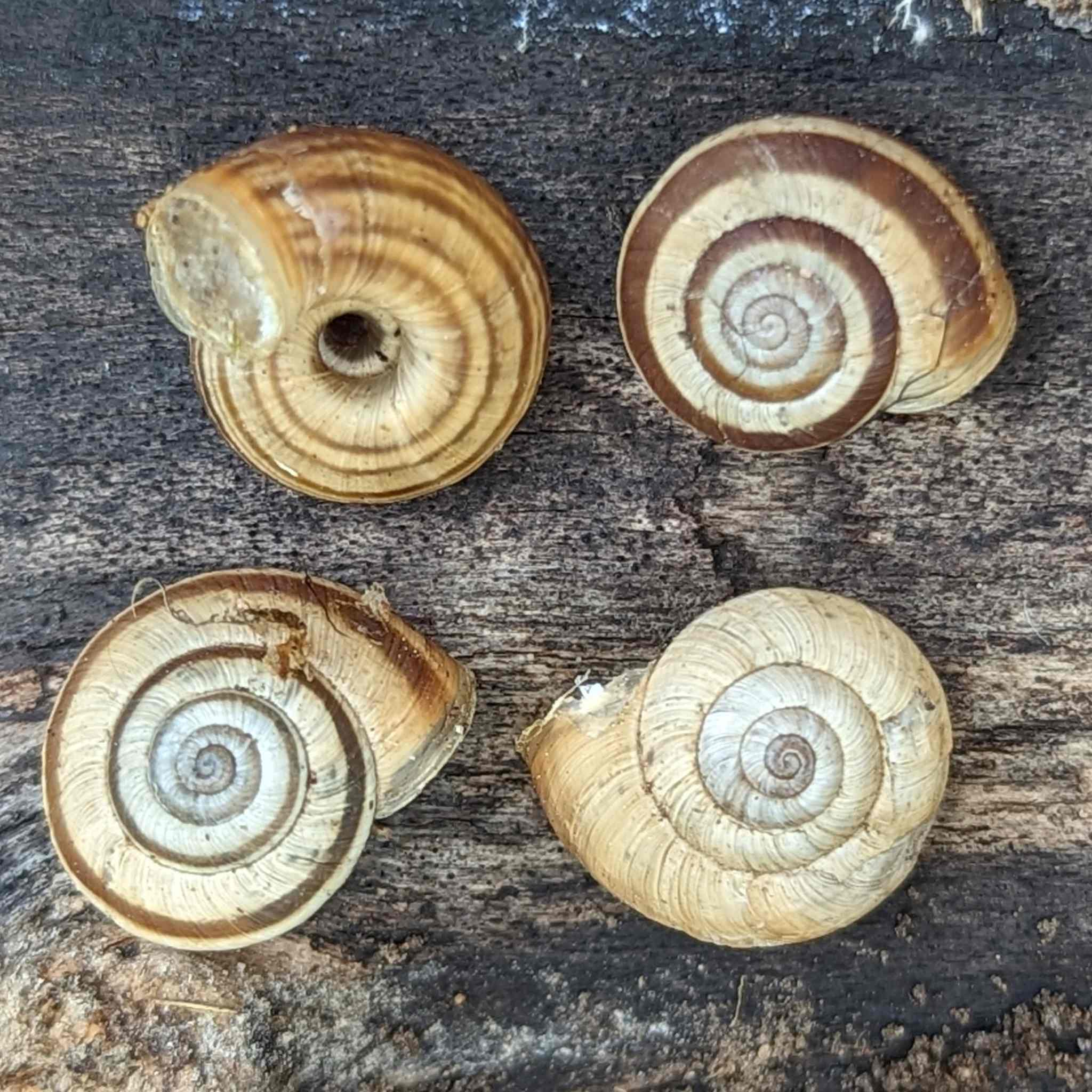 Helicella itala