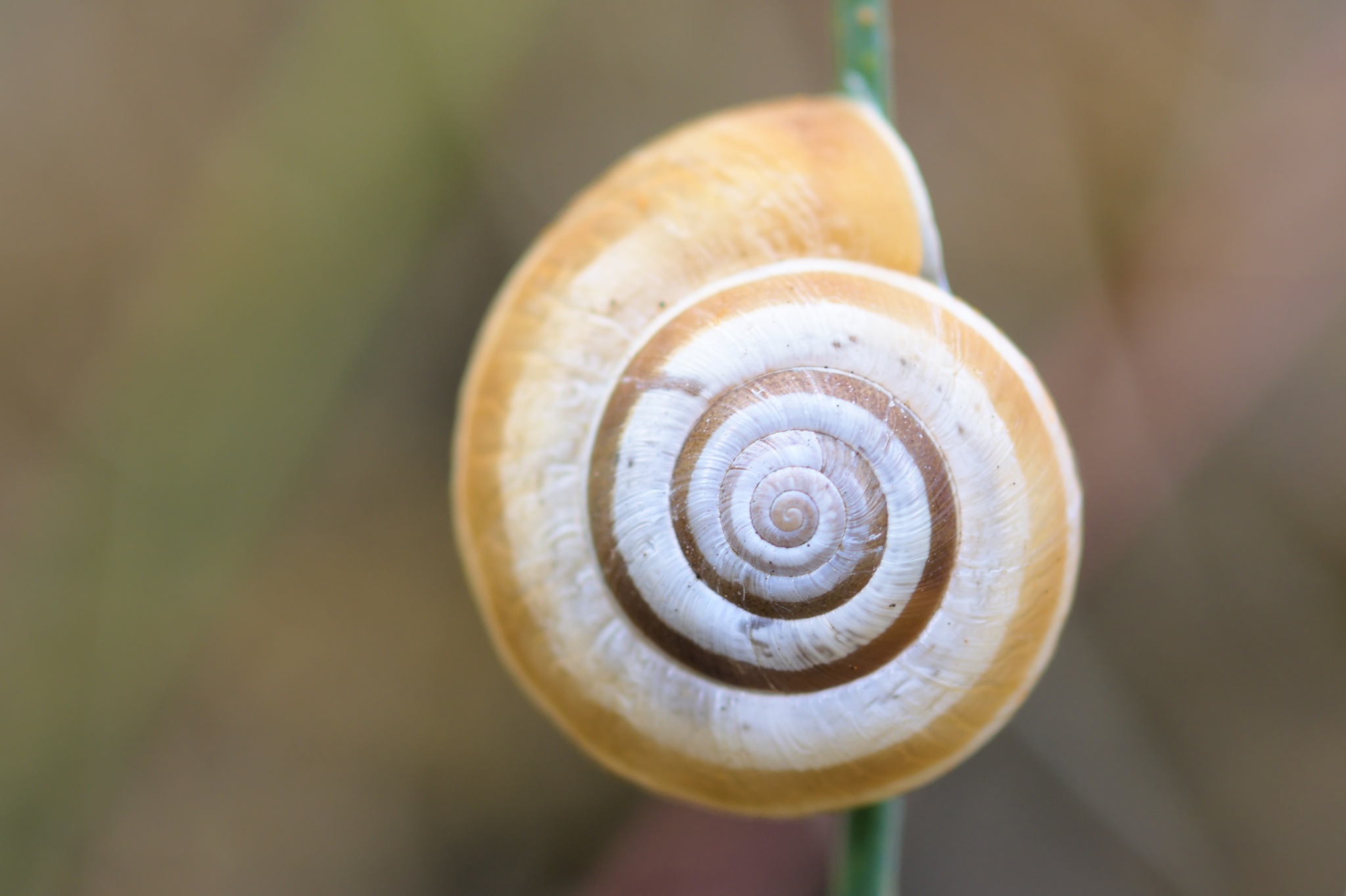 Helicella itala