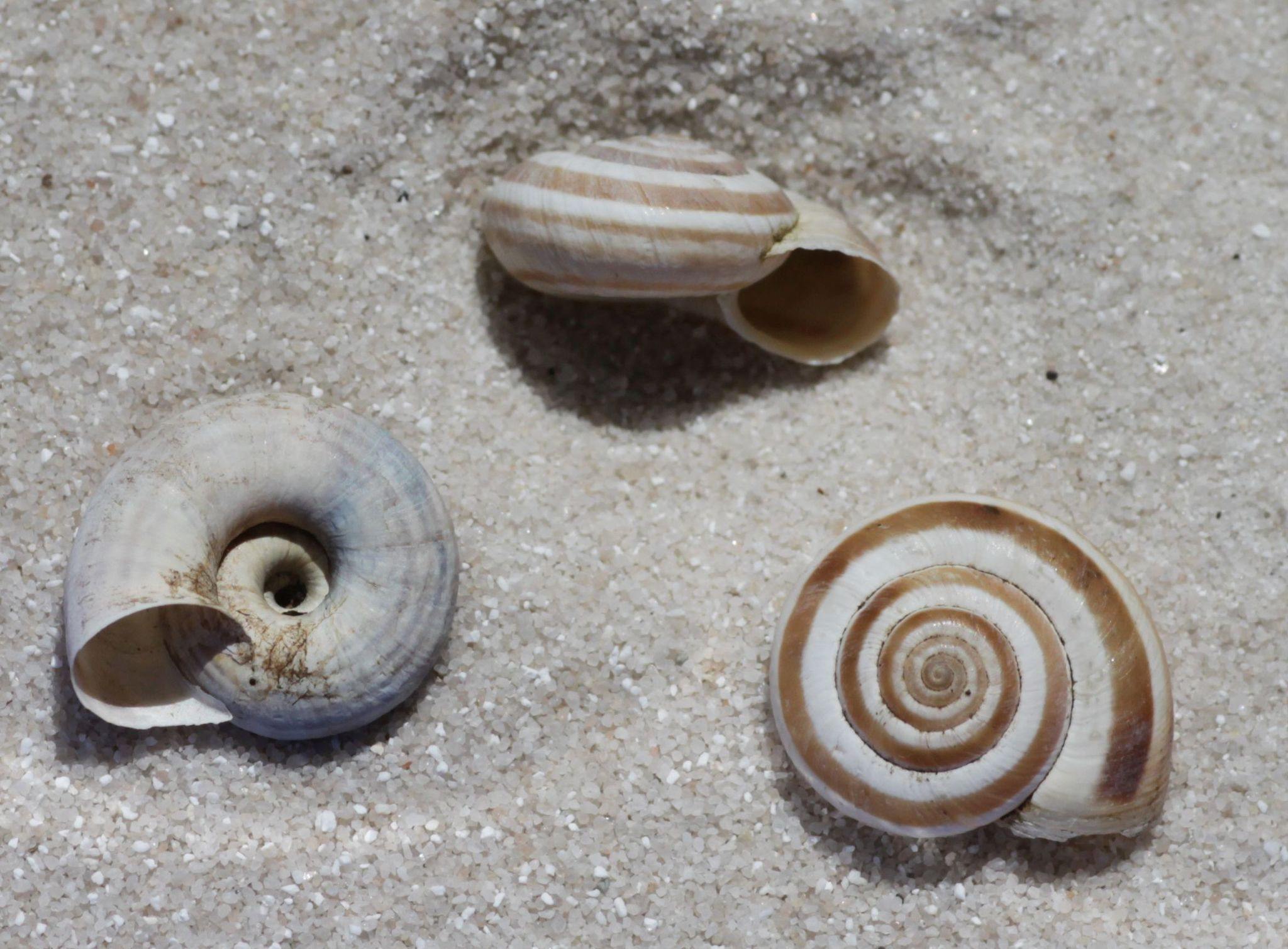 Helicella itala