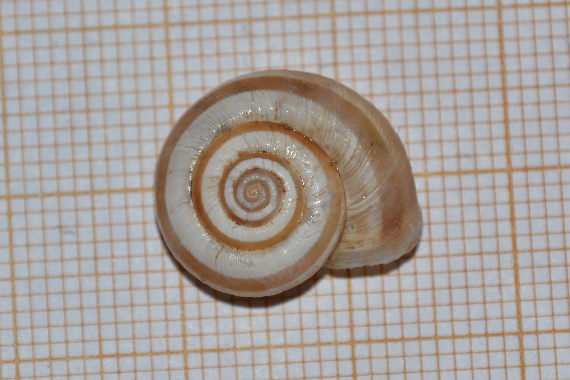 Helicella itala