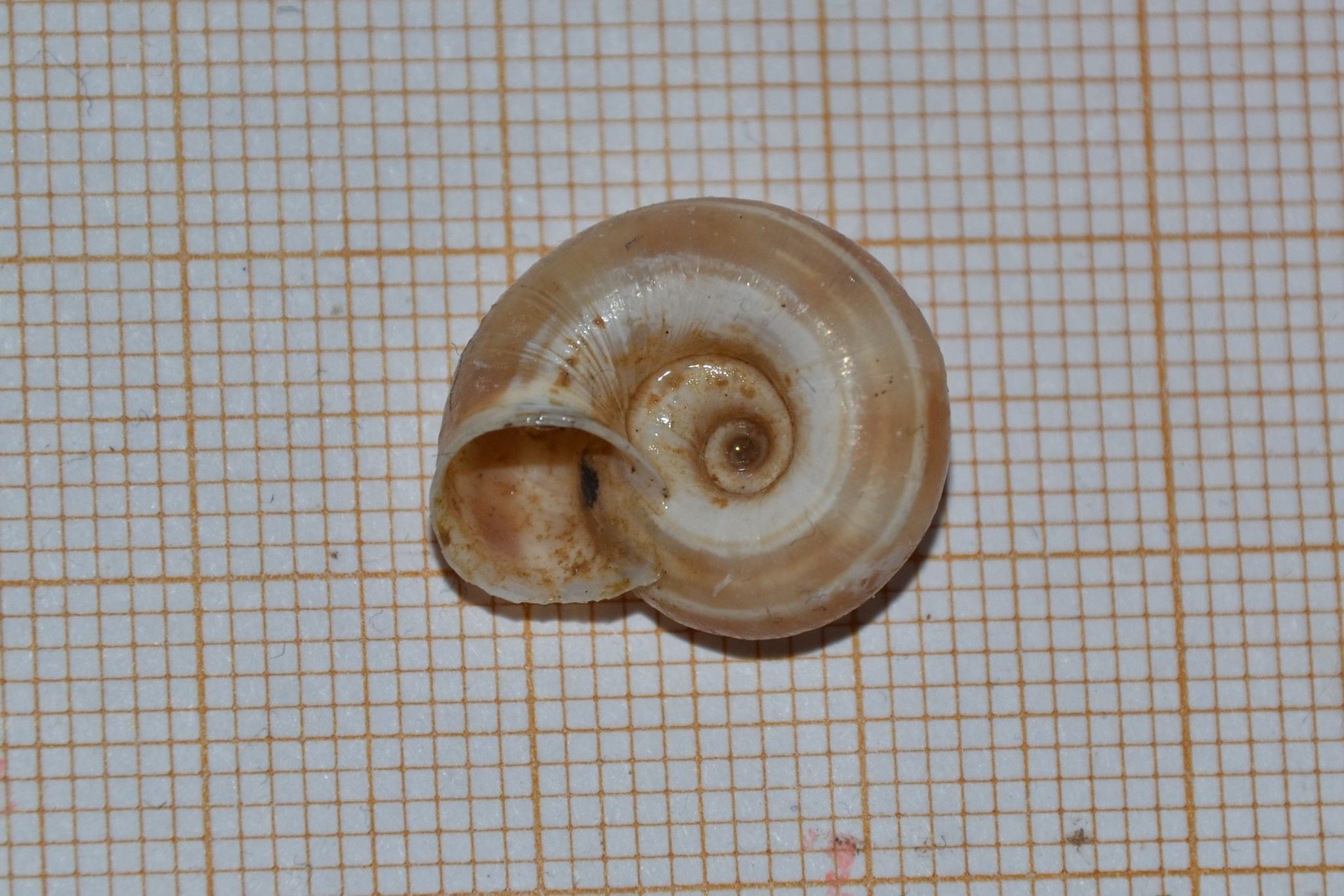 Helicella itala