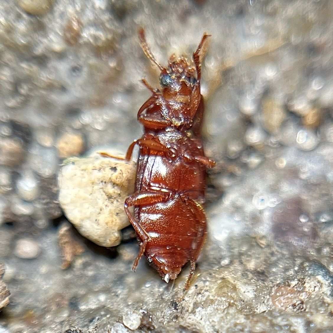 Cynaeus angustus