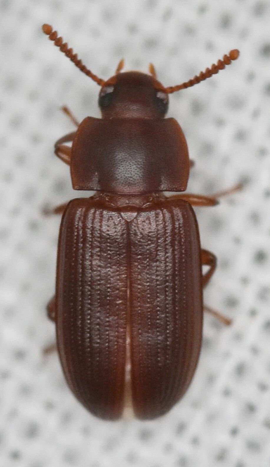 Cynaeus angustus