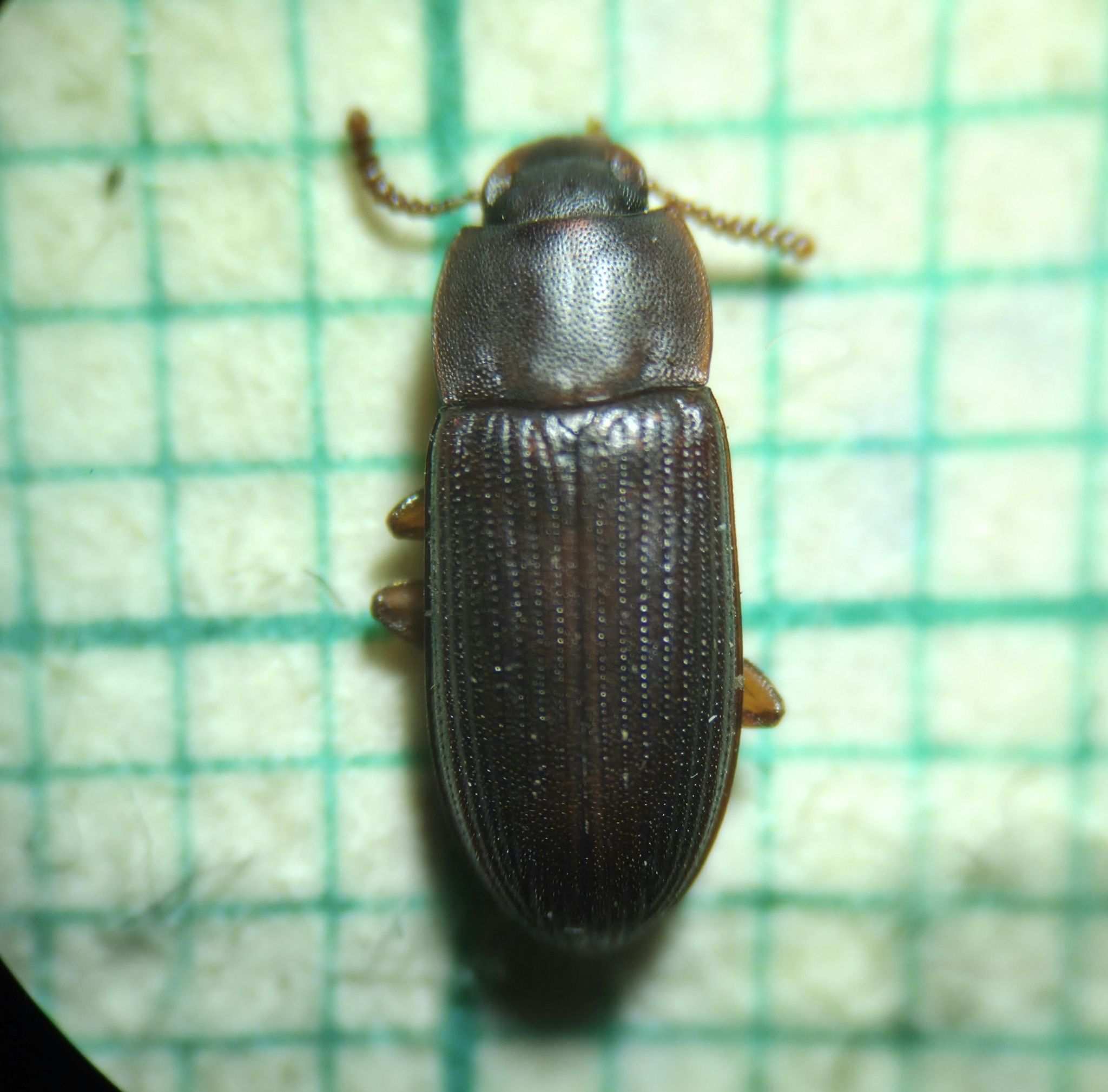 Cynaeus angustus