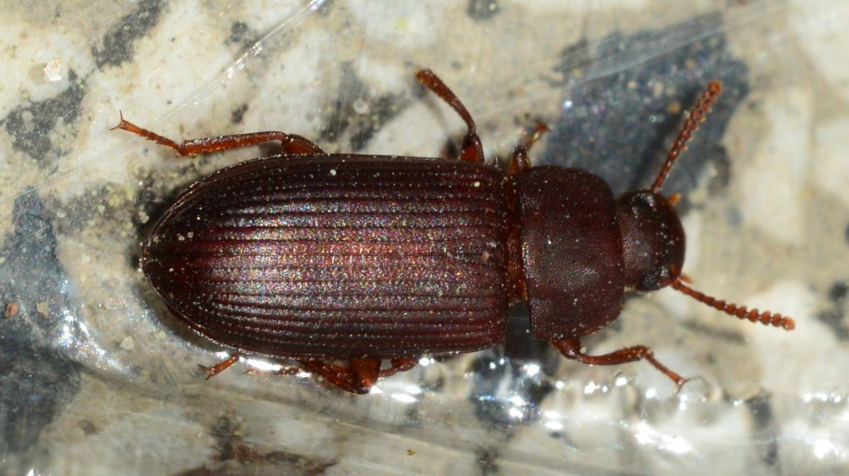 Cynaeus angustus