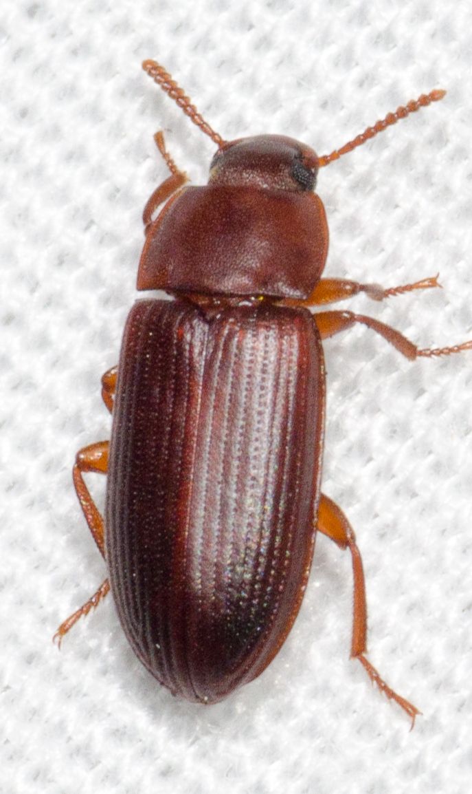 Cynaeus angustus