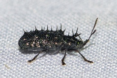 Dicladispa armigera