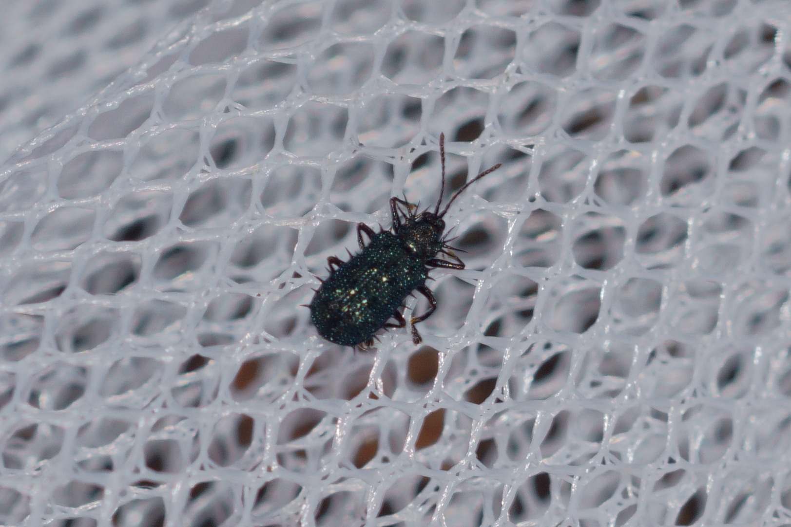 Dicladispa armigera