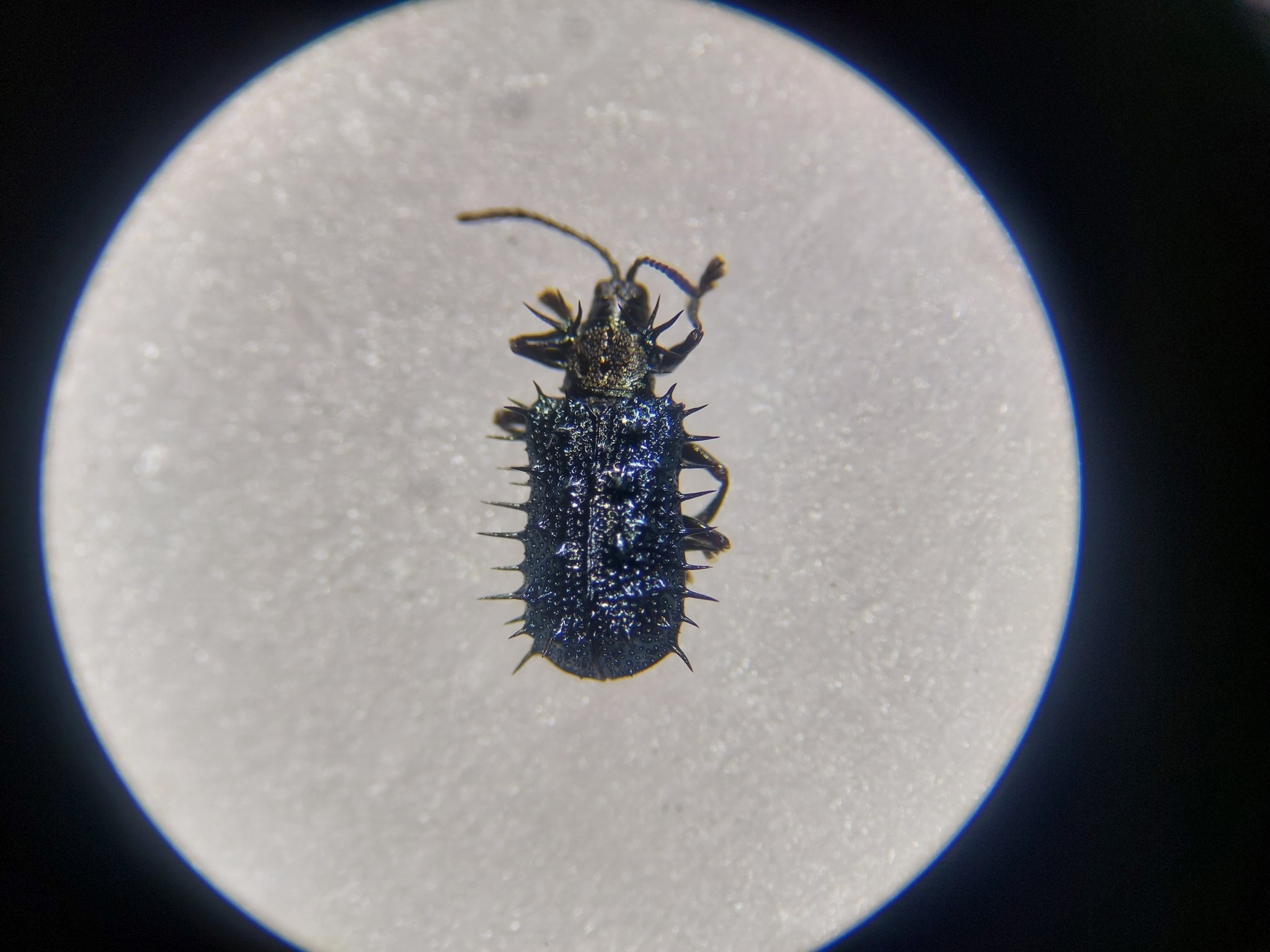 Dicladispa armigera