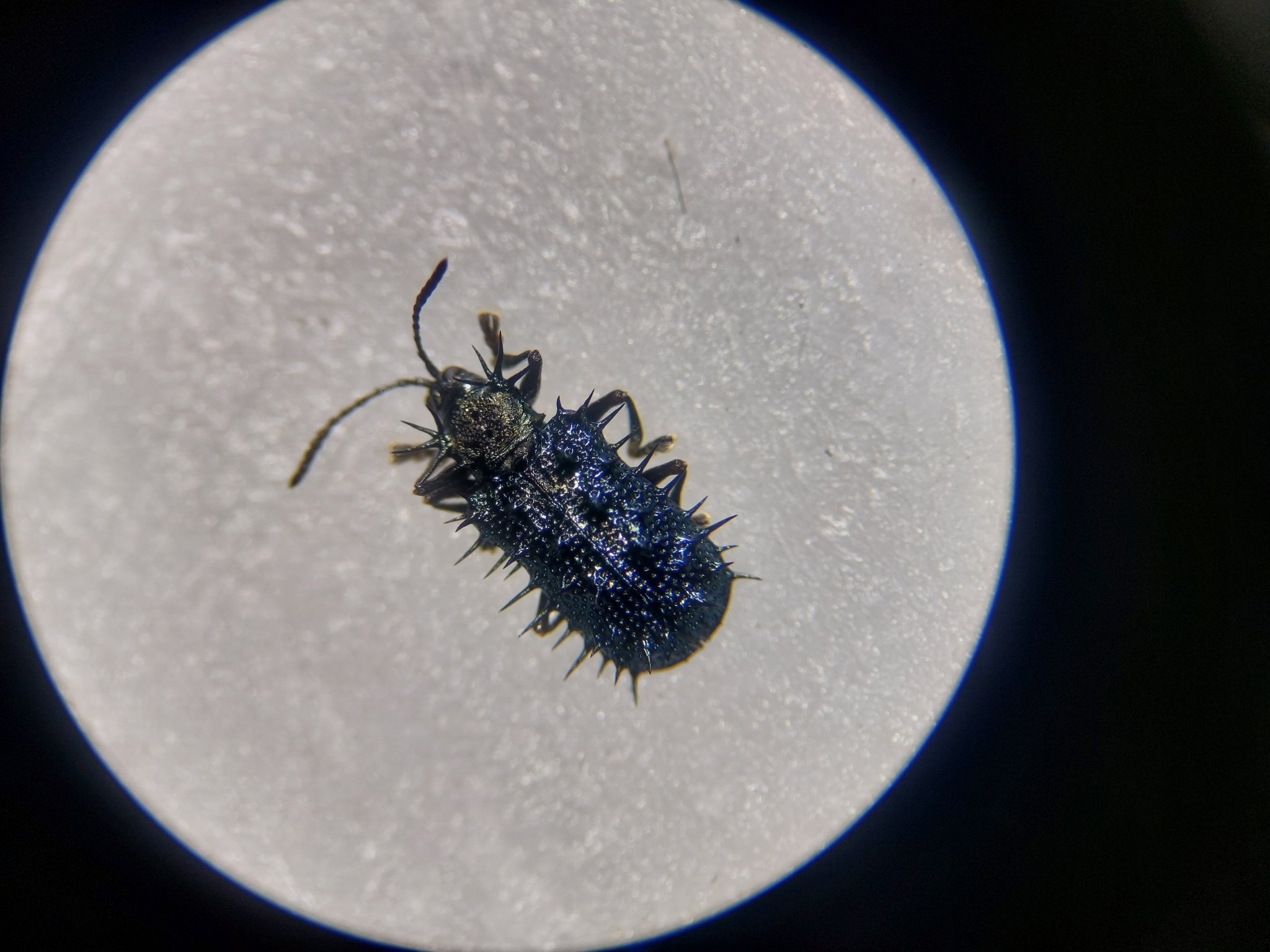 Dicladispa armigera