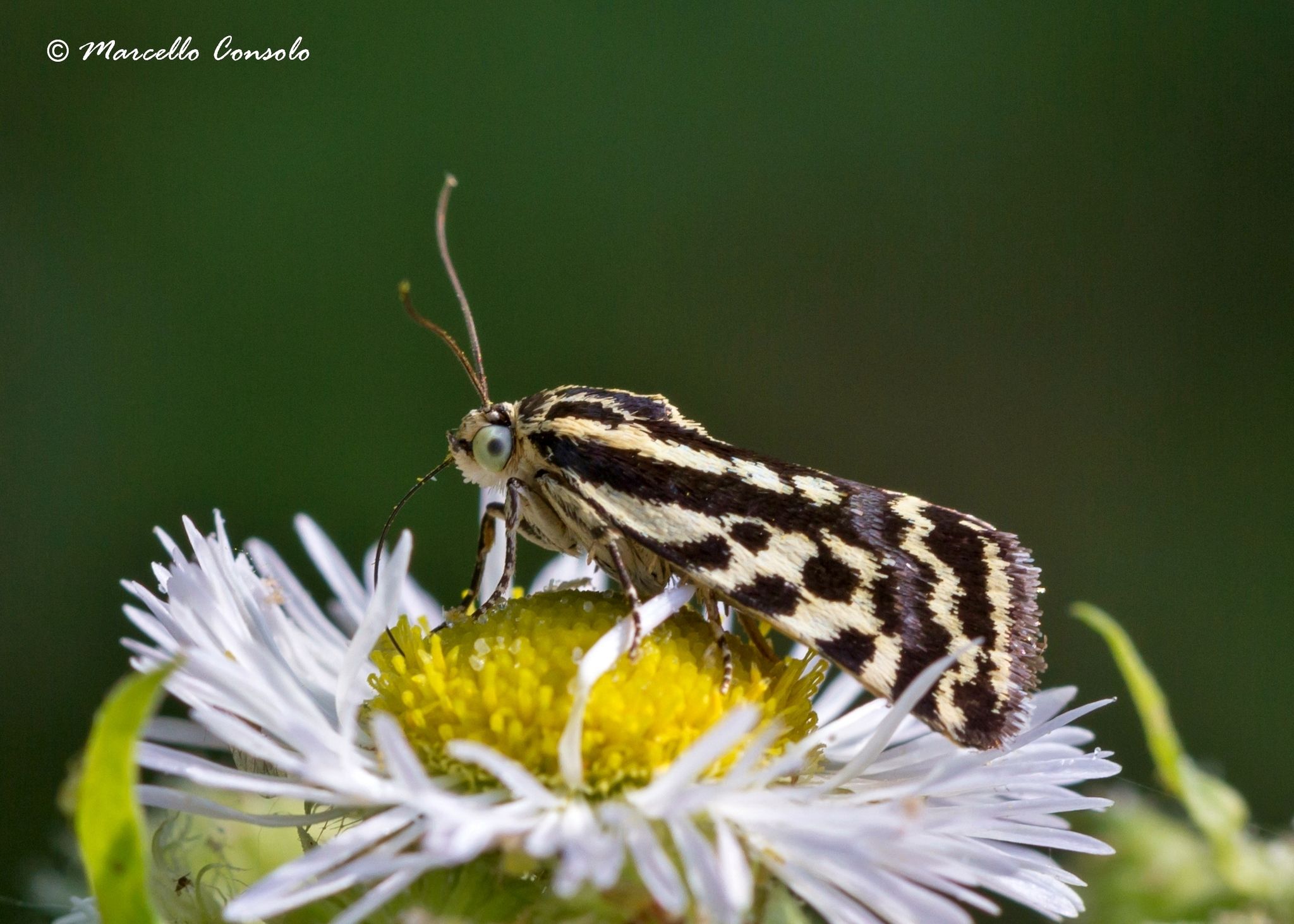 Emmelia trabealis