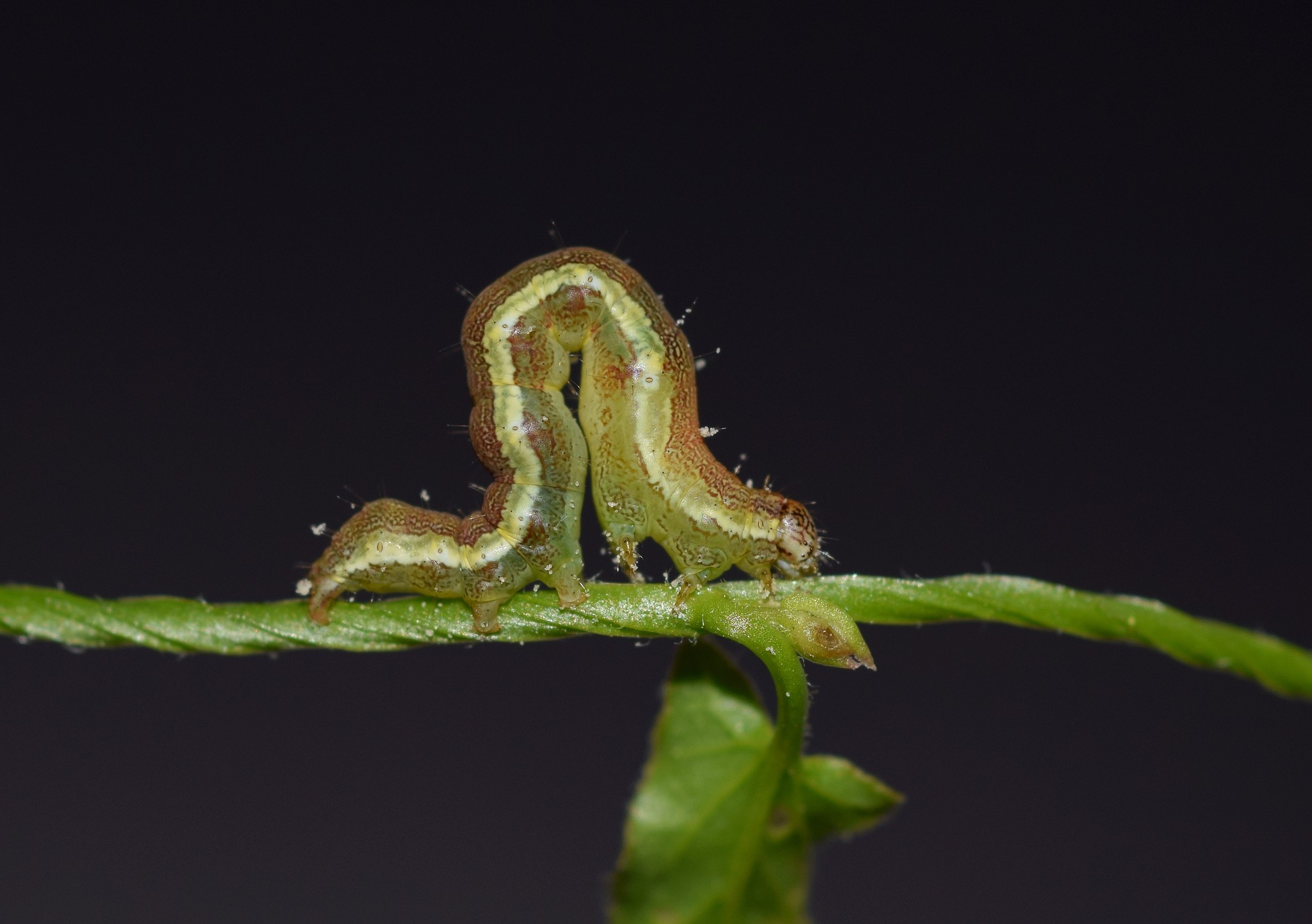 Emmelia trabealis