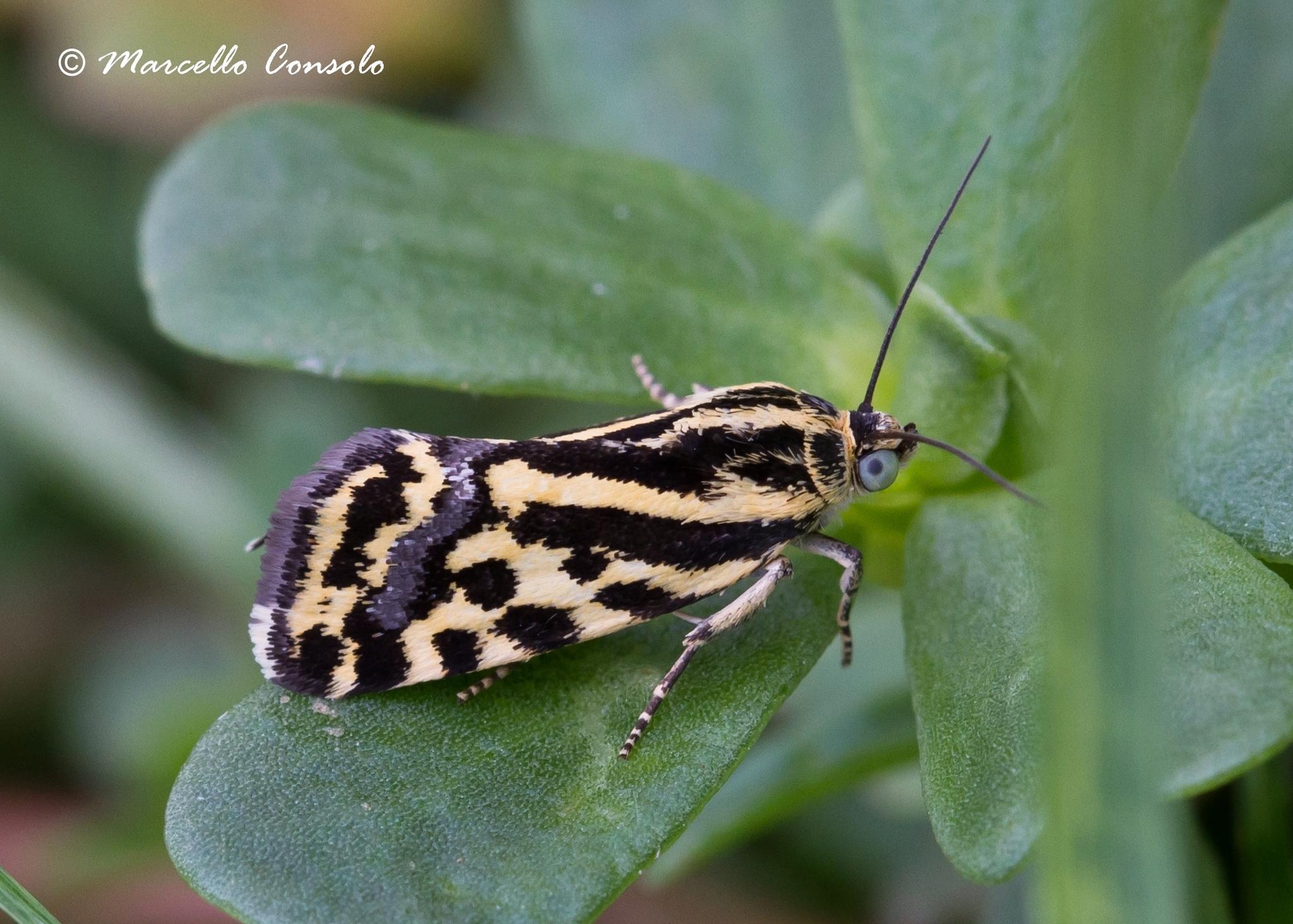 Emmelia trabealis