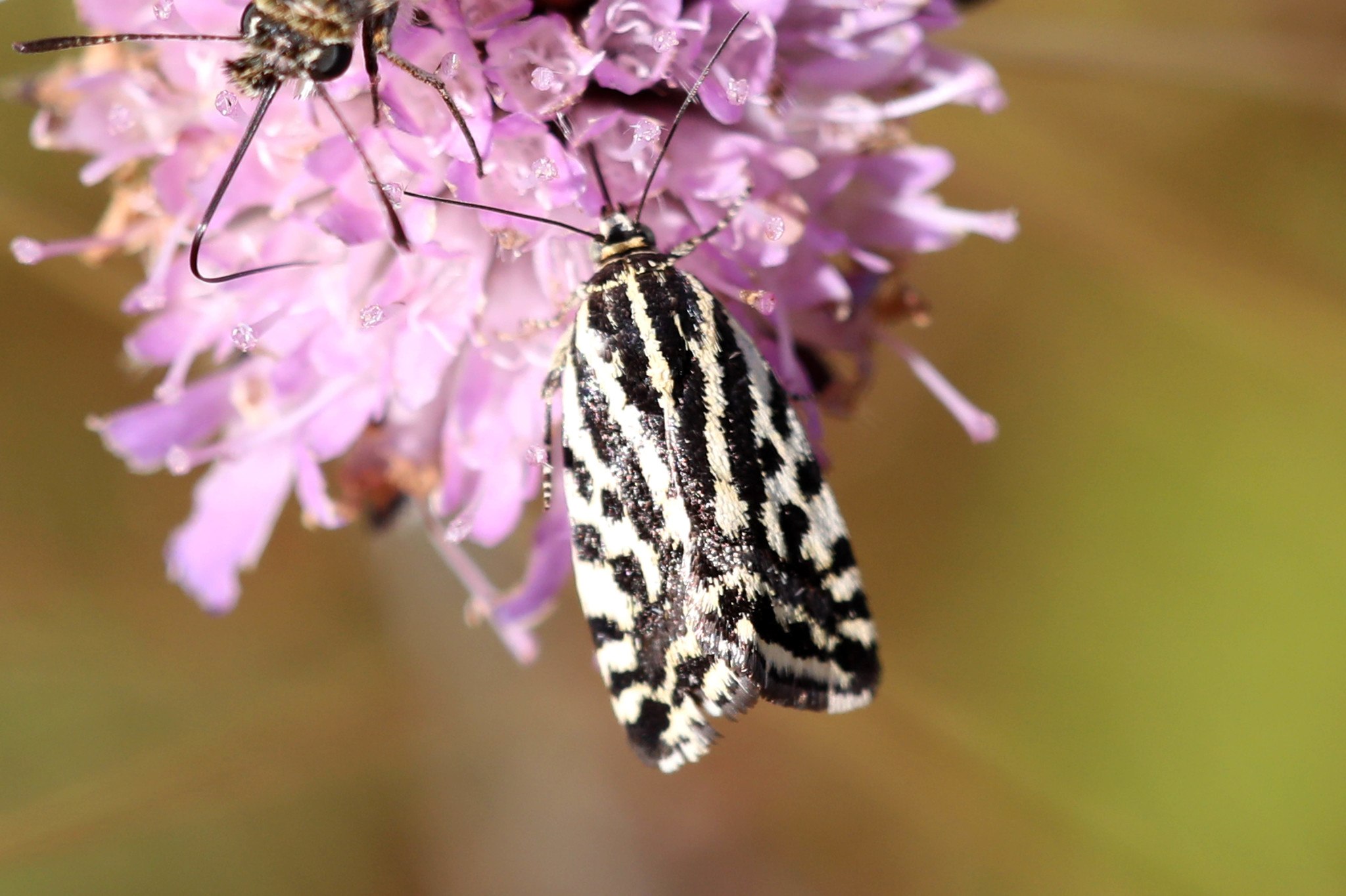 Emmelia trabealis