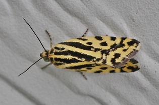 Emmelia trabealis